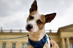 Maltratar a un animal podría llevarlo a prisión: así lo establece la ley