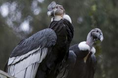 Nace Ámbar, cría de cóndor andino en el Parque Jaime Duque: símbolo de esperanza para la especie
