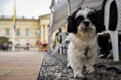 PyBAFest 2025: Bogotá celebra el bienestar animal con jornadas de adopción y actividades