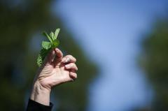 Minambiente publica lineamientos ambientales para producción sostenible del aguacate en Colombia