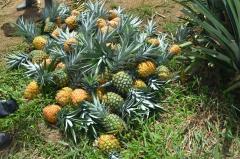 Brasil autoriza la exportación de piña fresca desde Colombia tras cumplir requisitos sanitarios